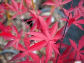 Acer palmatum 'Fireglow' 